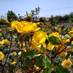 Costa Mesa Historical Society and Museum - Costa Mesa