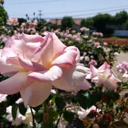 Costa Mesa Historical Society and Museum - Costa Mesa