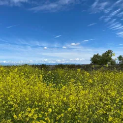 Fairview Park - Costa Mesa