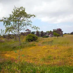 Fairview Park - Costa Mesa