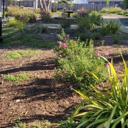 Cotati Dog Park - Cotati