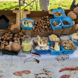 Cotati Farmers Market - Cotati