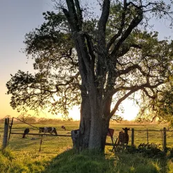Joe Rodota Trail - Cotati