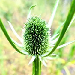 Joe Rodota Trail - Cotati