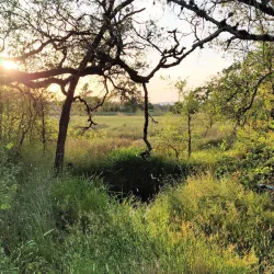 Joe Rodota Trail - Cotati