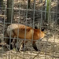 Sonoma County Wildlife Rescue - Cotati