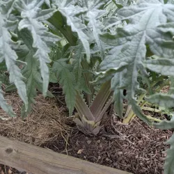 Sonoma County Wildlife Rescue - Cotati