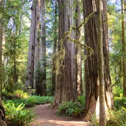 Jedediah Smith Redwoods State Park - Crescent City