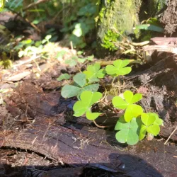 Jedediah Smith Redwoods State Park - Crescent City
