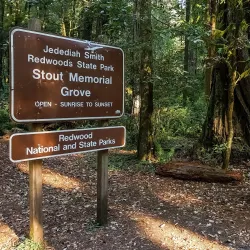 Jedediah Smith Redwoods State Park - Crescent City