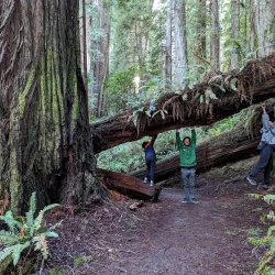 Jedediah Smith Redwoods State Park - Crescent City