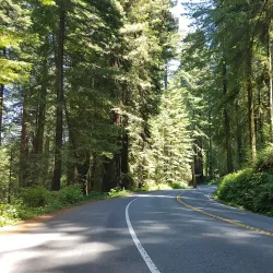 Jedediah Smith Redwoods State Park - Crescent City