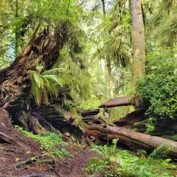 Jedediah Smith Redwoods State Park - Crescent City
