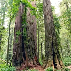Jedediah Smith Redwoods State Park - Crescent City