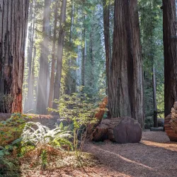 Jedediah Smith Redwoods State Park - Crescent City