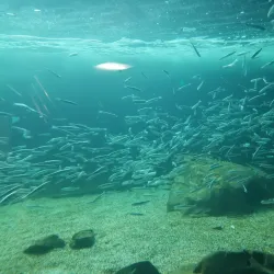 Ocean World - Crescent City