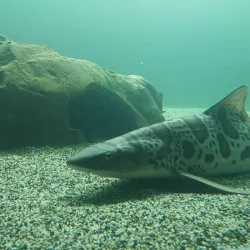 Ocean World - Crescent City