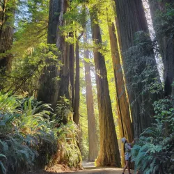 Redwood National and State Parks - Crescent City