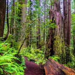 Redwood National and State Parks - Crescent City