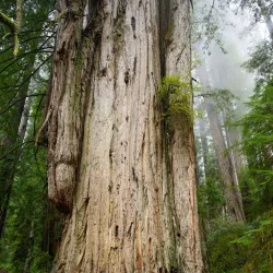 Redwood National and State Parks - Crescent City