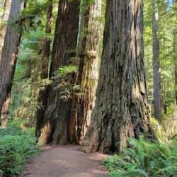 Redwood National and State Parks - Crescent City