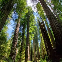 Redwood National and State Parks - Crescent City