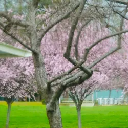 Cupertino Historical Society and Museum - Cupertino