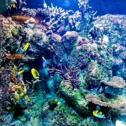 Library at Cupertino - Cupertino