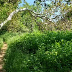 McClellan Ranch Preserve - Cupertino