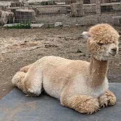 McClellan Ranch Preserve - Cupertino