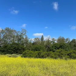 McClellan Ranch Preserve - Cupertino