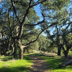 Picchetti Ranch Open Space Preserve - Cupertino