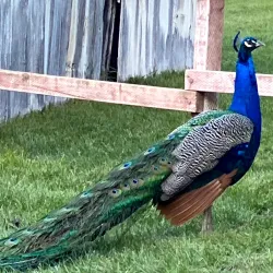Picchetti Ranch Open Space Preserve - Cupertino