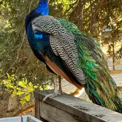 Picchetti Ranch Open Space Preserve - Cupertino