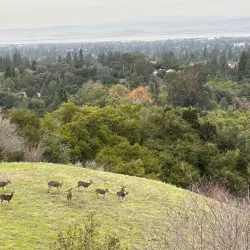 Rancho San Antonio Open Space Preserve - Cupertino