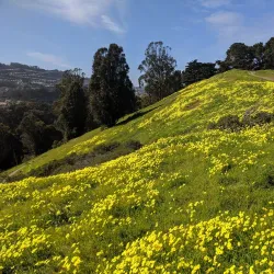 John McLaren Park - Daly City