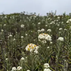 San Bruno Mountain State Park - Daly City