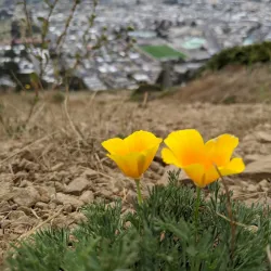 San Bruno Mountain State Park - Daly City