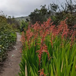 San Bruno Mountain State Park - Daly City