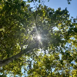 Central Park - Davis