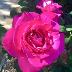 Central Park - Davis