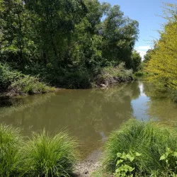 Putah Creek Riparian Reserve - Davis