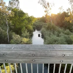Putah Creek Riparian Reserve - Davis