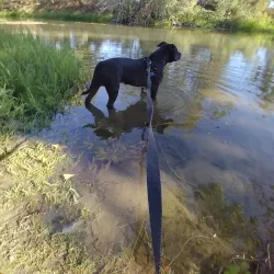 Putah Creek Riparian Reserve - Davis