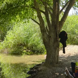 Putah Creek Riparian Reserve - Davis