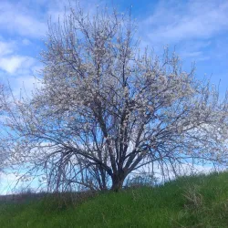 Putah Creek Riparian Reserve - Davis