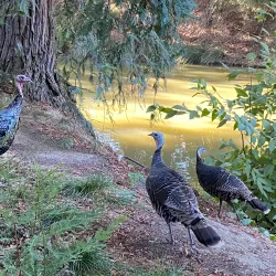 UC Davis Arboretum and Public Garden - Davis