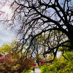 UC Davis Arboretum and Public Garden - Davis