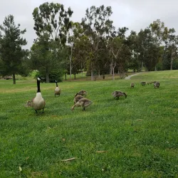 Diamond Bar Golf Course - Diamond Bar