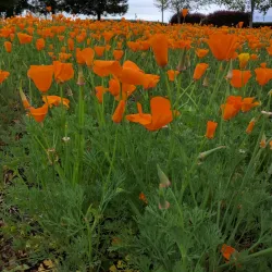 Iron Horse Regional Trail - Dublin